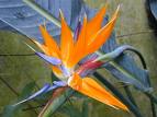 Cennetkuşu Çiçeği , Turna Gagası - Sterlitzia Reginea