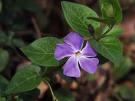 Cezayir Menekşesi - Vinca Sp.