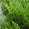 Çin Ardıcı - Juniperus Chinensis