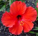 Çingüllü - Yalınkatı - Hibiscus Rosa Sinensis