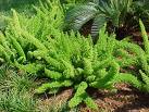 Çıtır , Kuşkonmaz - Asparagus Densiflorus (Sprengeri)