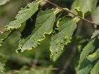 Çitlembik - Celtis Australis L.