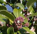 Çobanpüskülü - Ilex Aquifolium (Elegantissima)