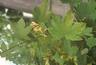 Dağ Akçaağacı - Acer Pseudoplatunus L.