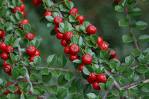 Dağ Muşmulası - Cotoneaster Horizontals