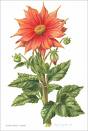 Dahliya , Yıldızçiçeği - Dahlia Sp.