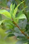 Defne - Laurus Nobilis