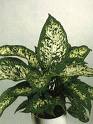 Difenbahya - Dieffenbachia Compacta