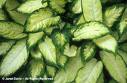 Difenbahya - Dieffenbachia Camilla