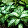 Diffenbahya - Dieffenbachia (Amoena)