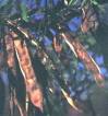 Dikenli Akasya - Acacia Caffra