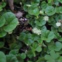 Dikondra - Dichondra Repens