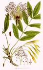 Dişbudak - Fraxinus Excelcior