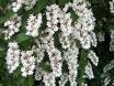 Doçya - Havlu Püskülü - Deutzia Candissima