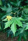Doğu Çınarı - Platanus Orientalis