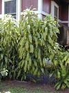 Draseana Ejderkanı , Kardeşkanı - Draceaena Fragrans