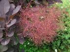 Dumanağacı , Peruke Çalısı , Boyacı Sumağı - Cotinus Coggyria