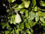 Duvar Sarmaşığı - Ficus Pumila