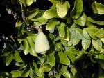 Duvar Sarmaşığı - Ficus Pumila