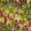 Duvarsarmaşığı - Parthenocissus Tricuspidata
