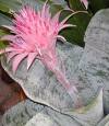 Eşmeya - Aechmea Fasciata