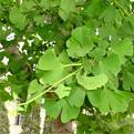 Filkulağı , Japon Eriği , Mabetağacı - Ginkgo Biloba