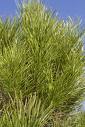 Fıstık Çamı - Pinus Pinea