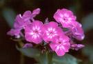 Floms - Alev Çiçeği - Phlox