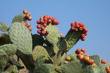 Frenk İnciri , Kaynana Dili - Opuntia Ficus indica L.