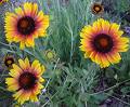 Gayardiya - Gaillardia Aristata