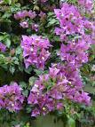 Gelinduvağı , Begonvil - Bougainvillea Glabra