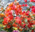 Gelinduvağı , Begonvil - Bougainvillea Buttiana