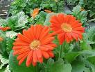 Gerbera - Gerbera Jamesonii