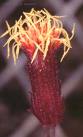 Ginura - Gynura Aurantiaca