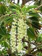 Gölgeağacı - Phytolacca Bellasombra