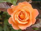 Gül - Rosa Sp.