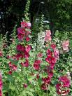 Gülhatmi , Gülfatma - Alcea Rosea