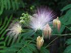 Gülibrişim - Albizia Julibrissin Durazz