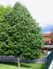 Gümüşi Ihlamur - Tilia Tomentosa