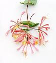 Hanımeli - Lonicera Caprifolium