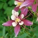 Hasekiküpesi - Aquilegia Hybrida