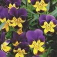 Hercai Menekşe - Viola Tricolor