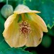 Hintgülü , Dayıgülü , Amerikan Gülü - Abutilon Hybridum (Apricot)