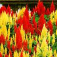 Horozibiği - Celosia Argentea