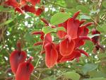 Horozibiği Ağacı , Mercanağacı - Erythrina Crista - Galli