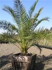 Hurma Palmiye - Phoenix Canariensis