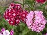 Hüsnüyusuf - Dianthus Barbatus L.