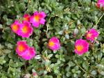 İpek Çiçeği - Portulaca