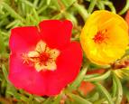 İpek Çiçeği , Yaz Çiçeği , Keditırnağı - Portulaca Grandiflora