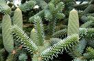 İspanya Göknarı - Abies Pinsavo
